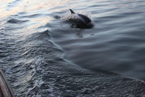 My dolphin shot!!!