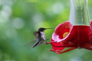 Great pic of a Ruby-throated Hummingbird that Lee got