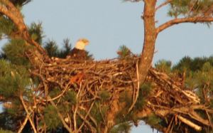 Eagle in the nest