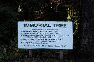 The stats on the Immortal Tree
