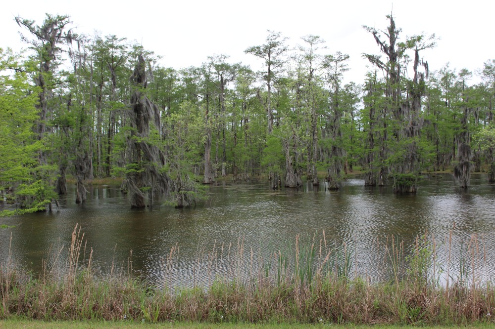 My very first view of Louisiana swamp was really pretty